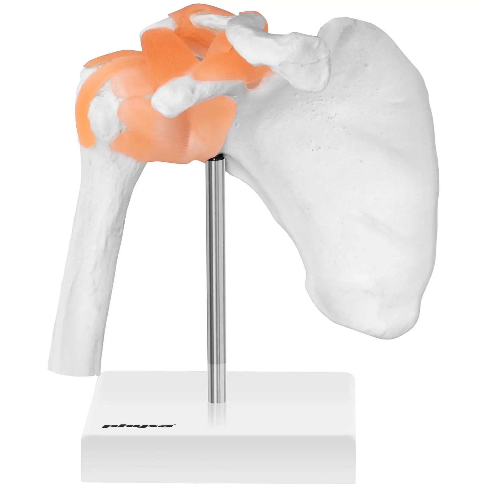 Skulderledd – Anatomisk modell