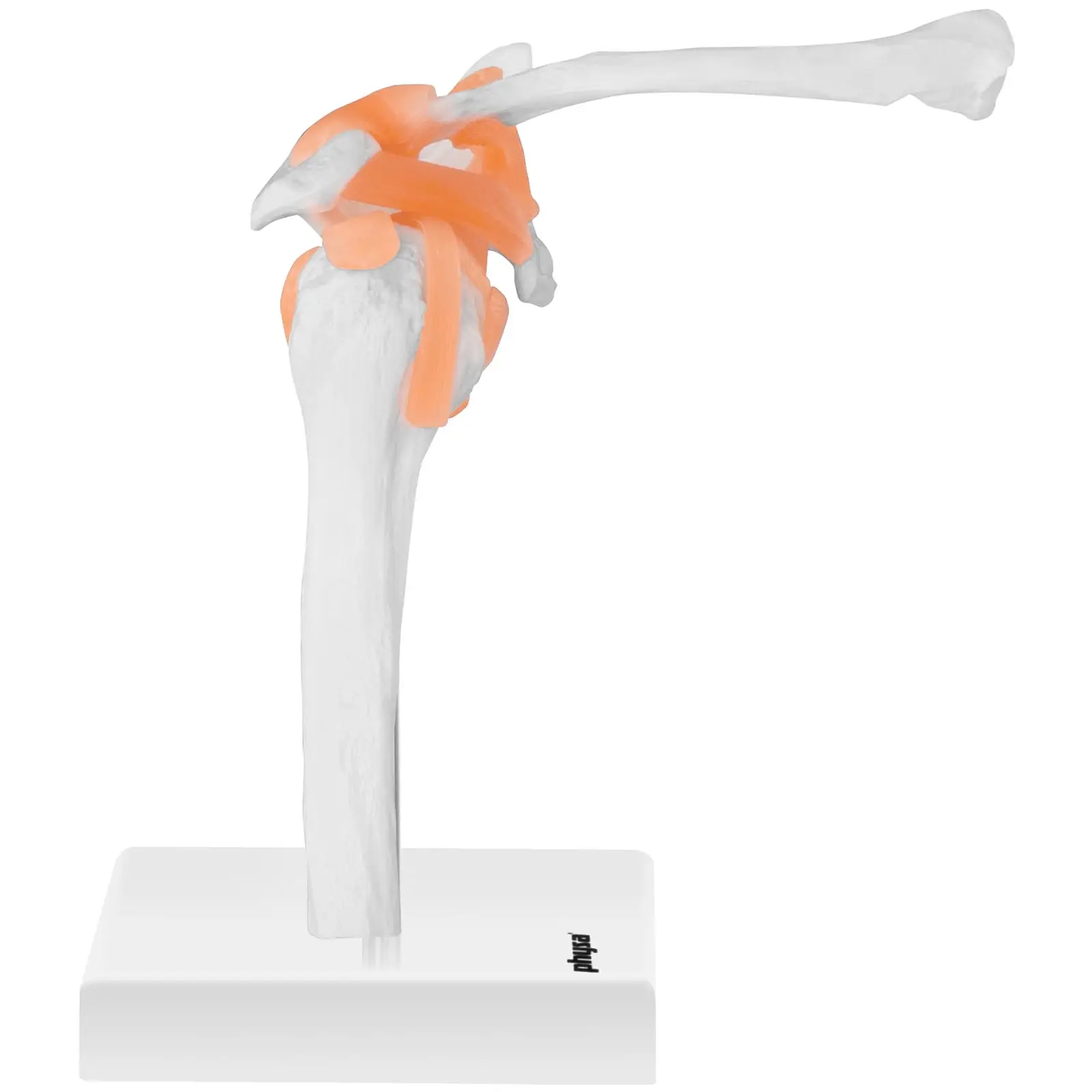 Skulderledd – Anatomisk modell