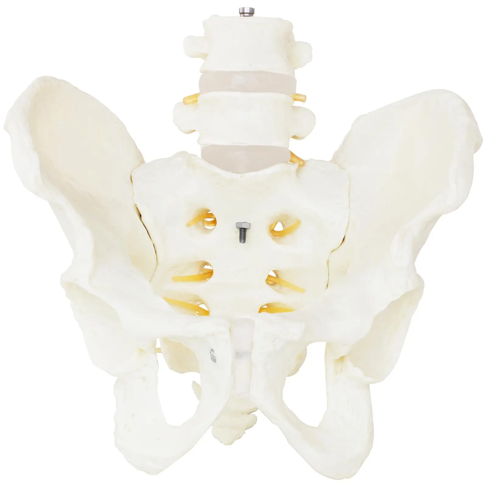 Bekken med lendevirvel – Anatomisk modell – Mannlig