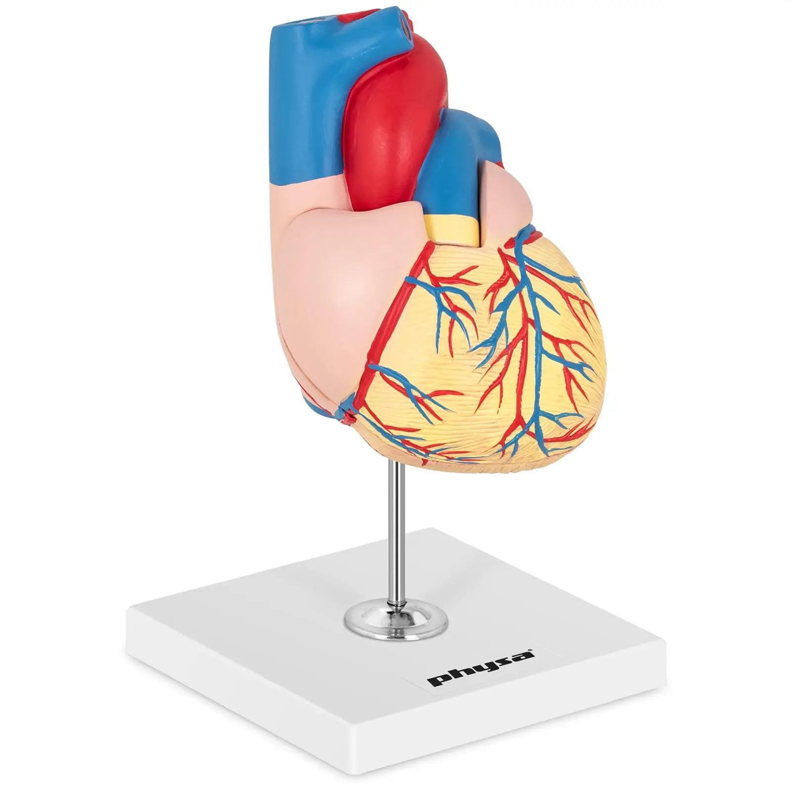 Anatomisk modell av hjertet - to separate deler - originalstørrelse