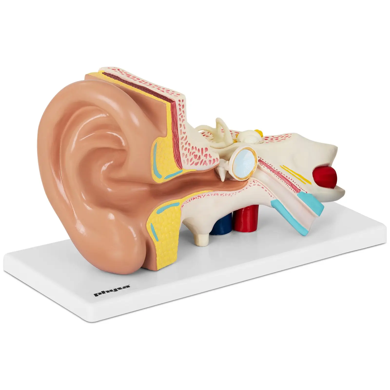 Øre - anatomisk modell i fire deler - 2 x forstørret